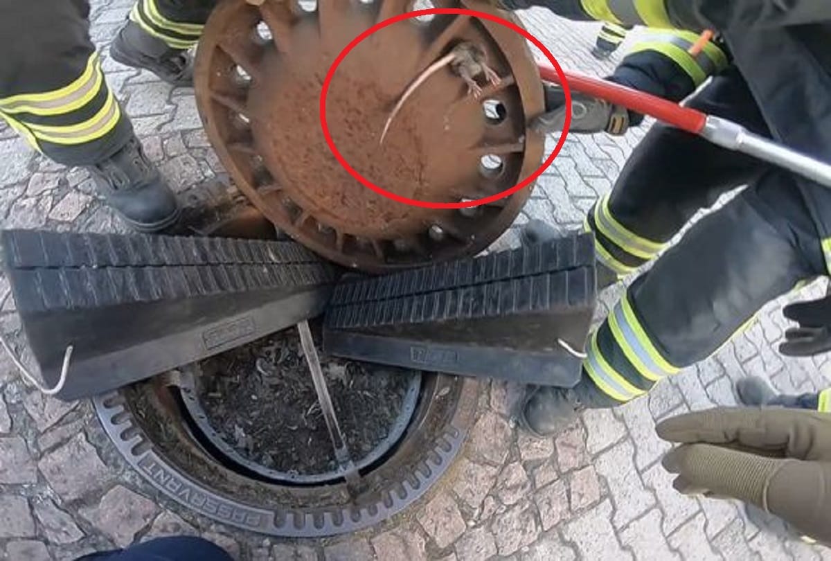 firefighters rescue a Giant rat found stuck in a manhole cover in germany