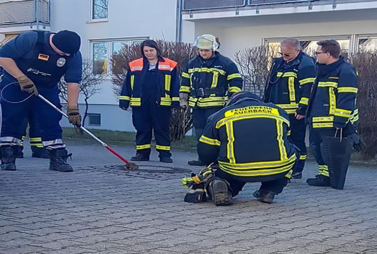 firefighters rescue a Giant rat found stuck in a manhole cover in germany