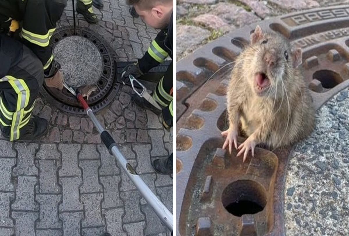 firefighters rescue a Giant rat found stuck in a manhole cover in germany