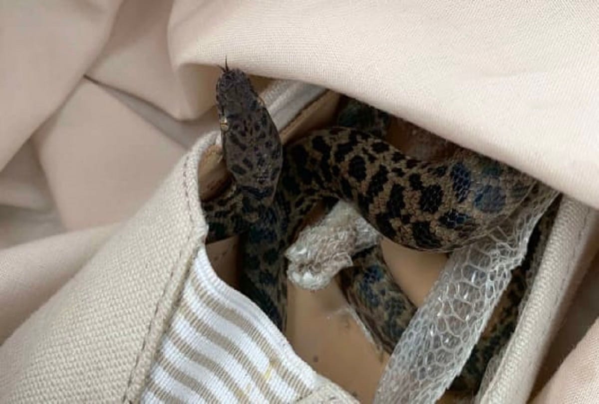 Python Travels From Australia To Scotland in flight, Hidden In women's shoes