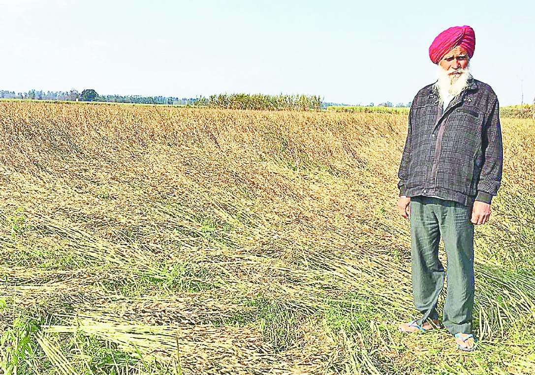 Heavy loss of crops, collected agricultural department in estimation