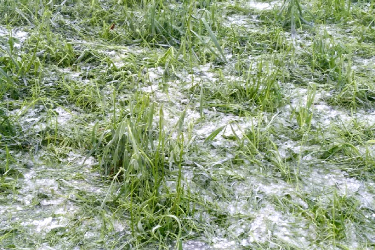 Bijnor, All crops have suffered losses due to hailstorm in West UP