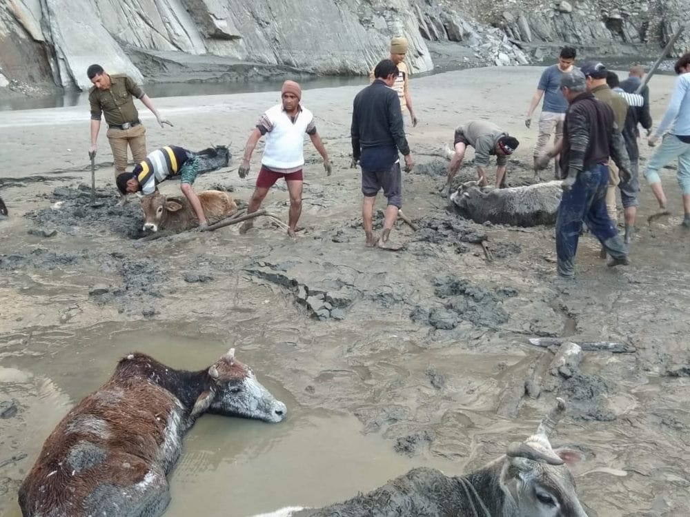 Twelve cow fall in swamp of Tehri lake
