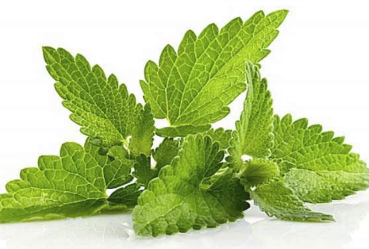 Make Navratri Vrat Food Delicious Know Falahari Chaat Masala Recipe in Hindi