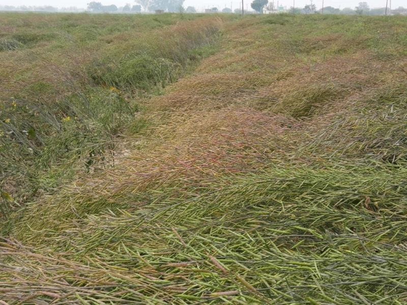 मौसम ने फिर बदली करवट, बारिश होने से किसानों की चिंता बढ़ी