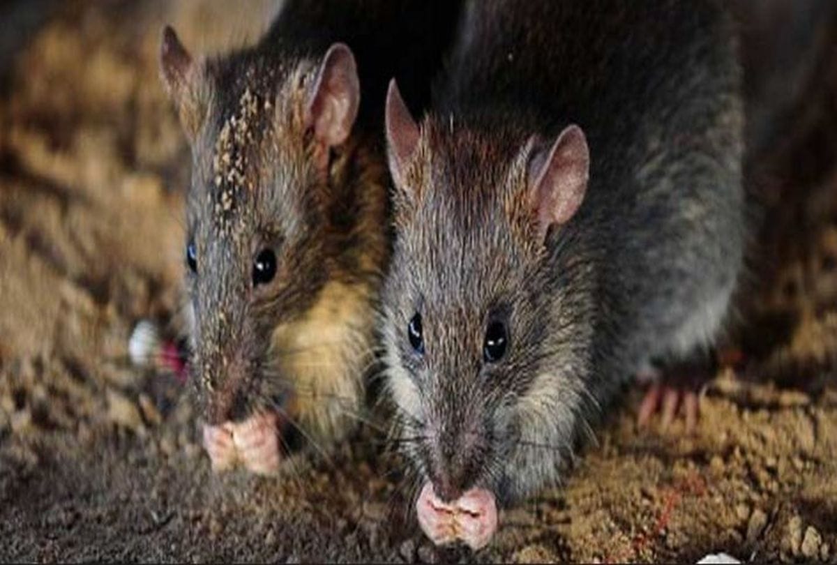 Railway will spend rs 24 lakh for control of rats