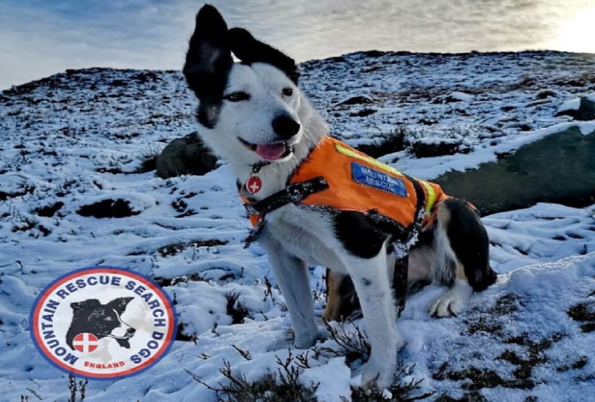 video of dog saving a volunteer buried in Avalanches snow