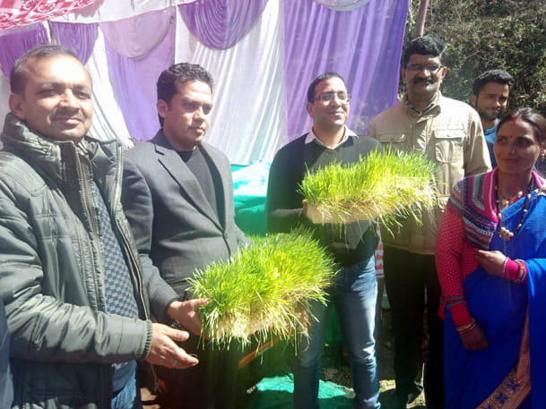 हाइड्रोपोनिक तकनीक से कम समय और लागत में तैयार होगा पशुओं के लिए हरा चारा
