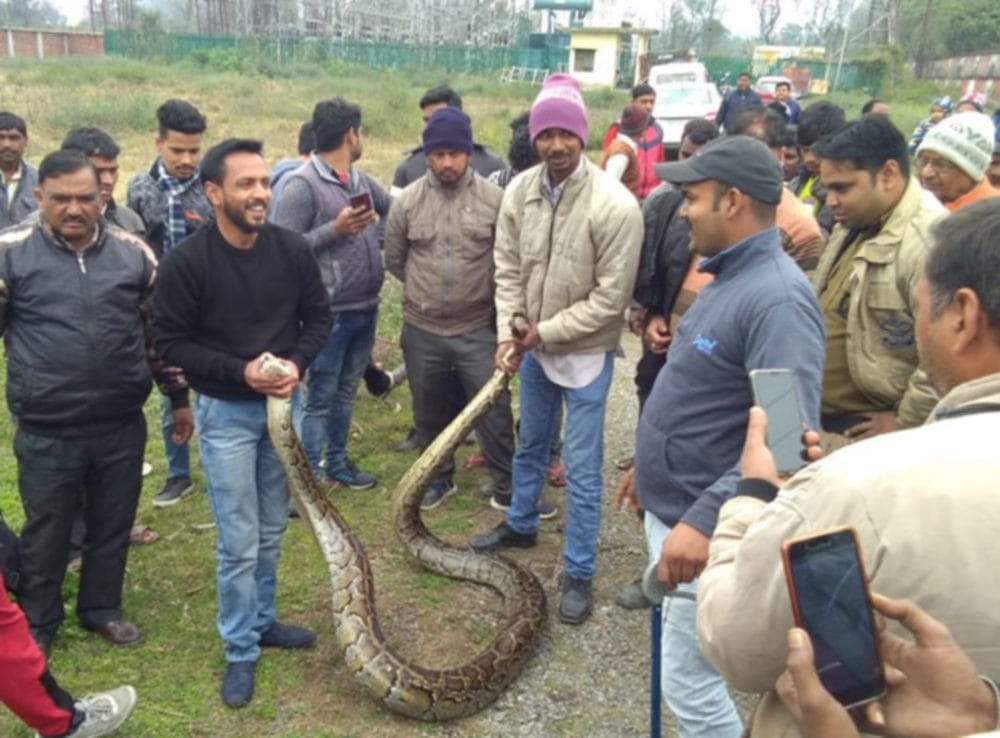 giant python rescued in rishikesh Hydel
