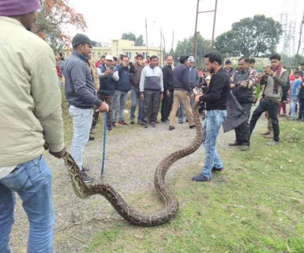 giant python rescued in rishikesh Hydel