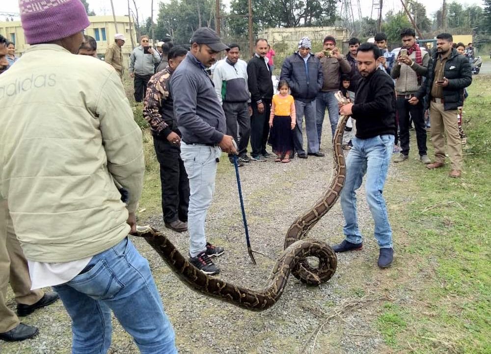 giant python rescued in rishikesh Hydel