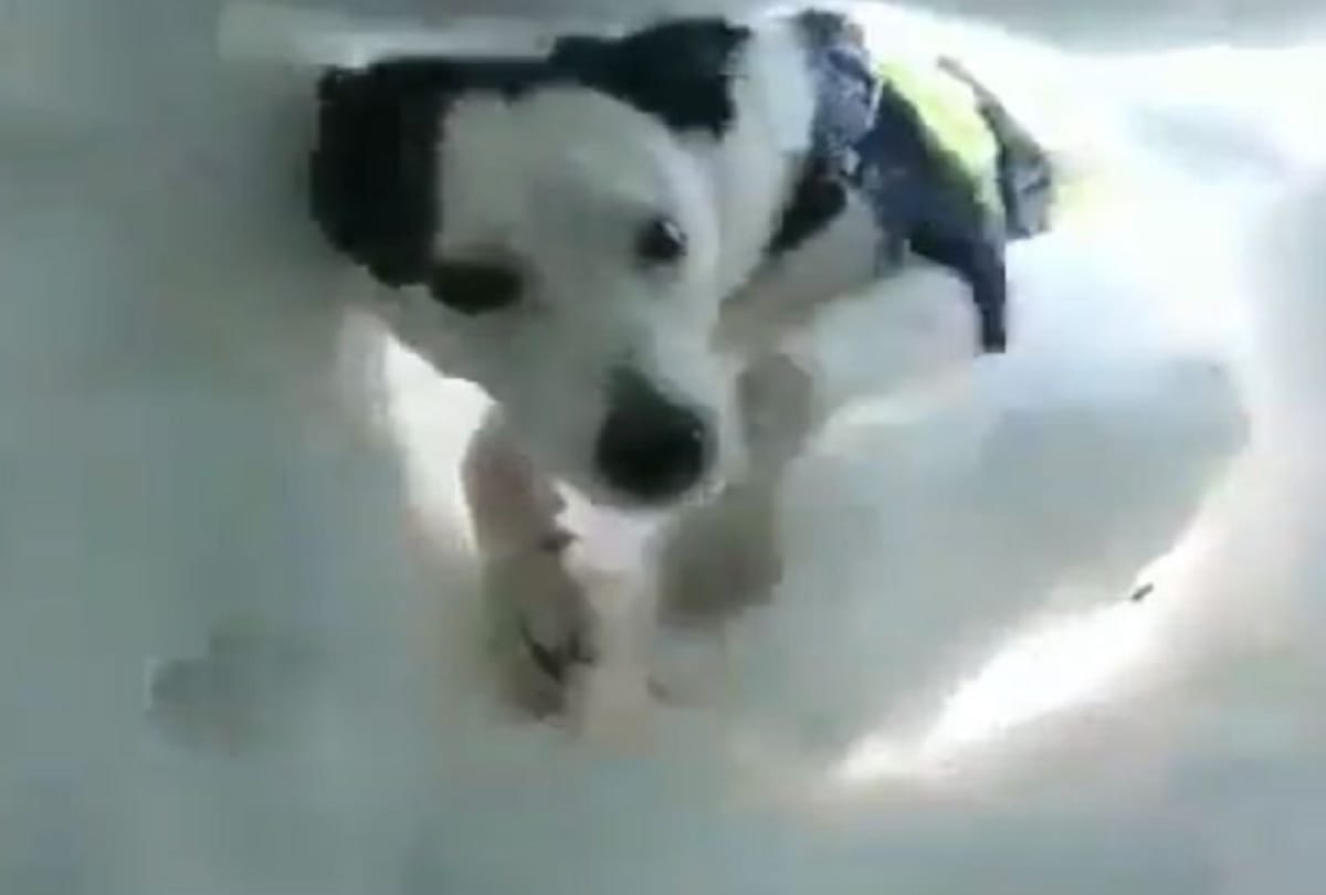 video of dog saving a volunteer buried in Avalanches snow