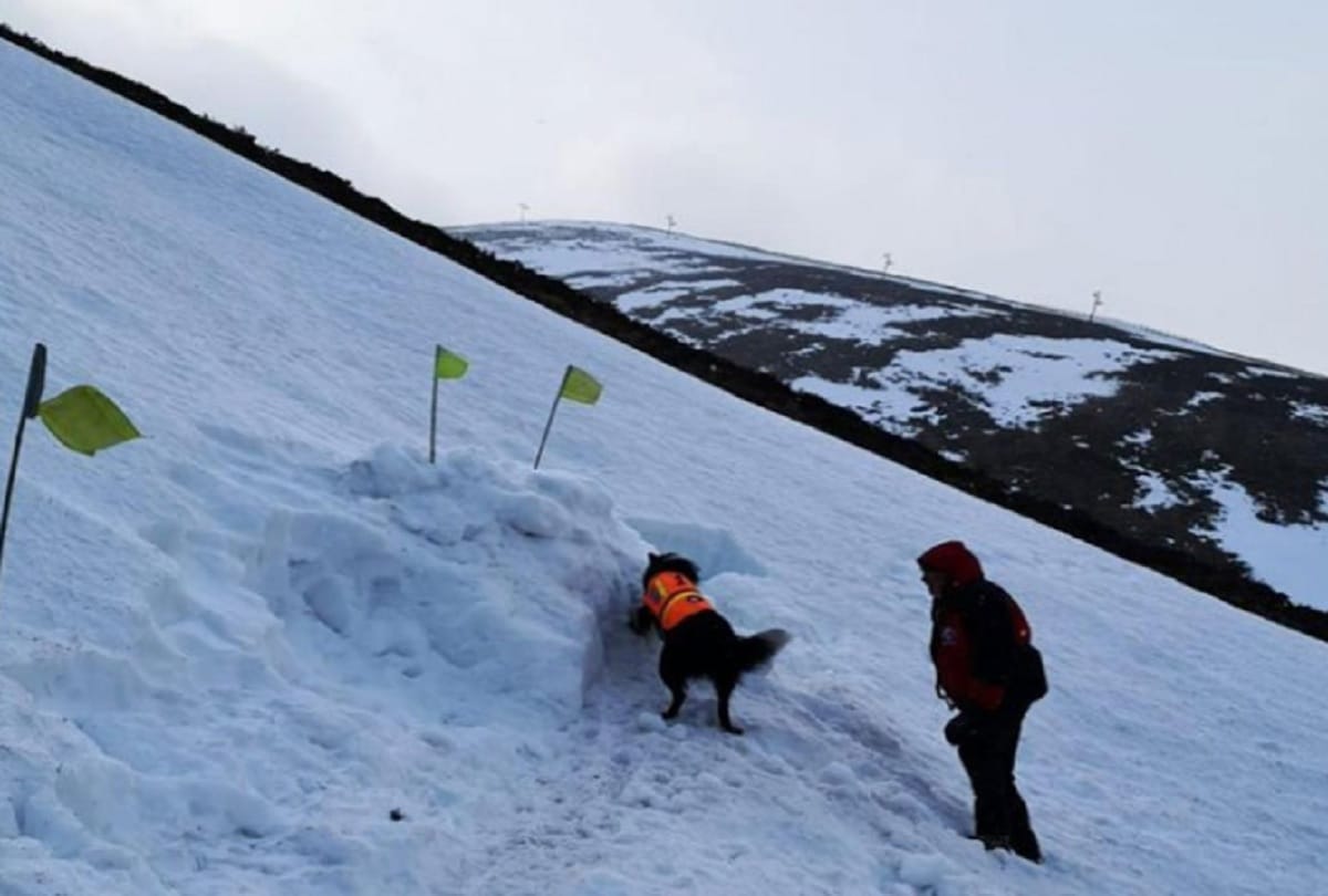 video of dog saving a volunteer buried in Avalanches snow