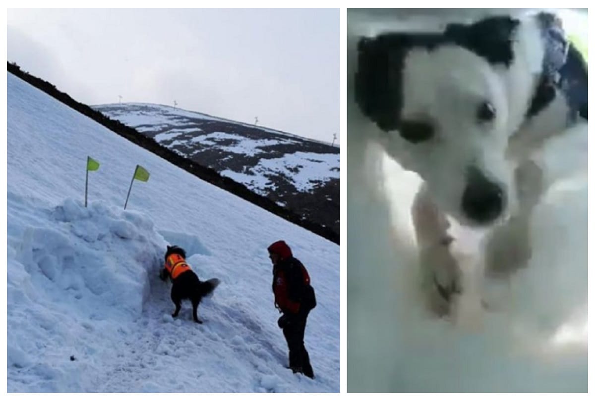 video of dog saving a volunteer buried in Avalanches snow