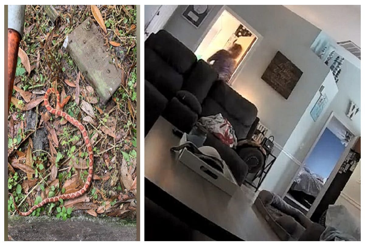 florida woman finds Snake in washing machine dryer news goes viral 'near-death experience'