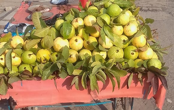 Farming of guava will give more profit than sugarcane