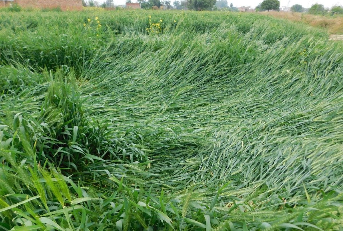 wheat and mustard crops damage due to heavy rain in mainpuri
