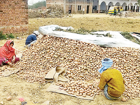Potato will sell at lower rates than smallpox disease