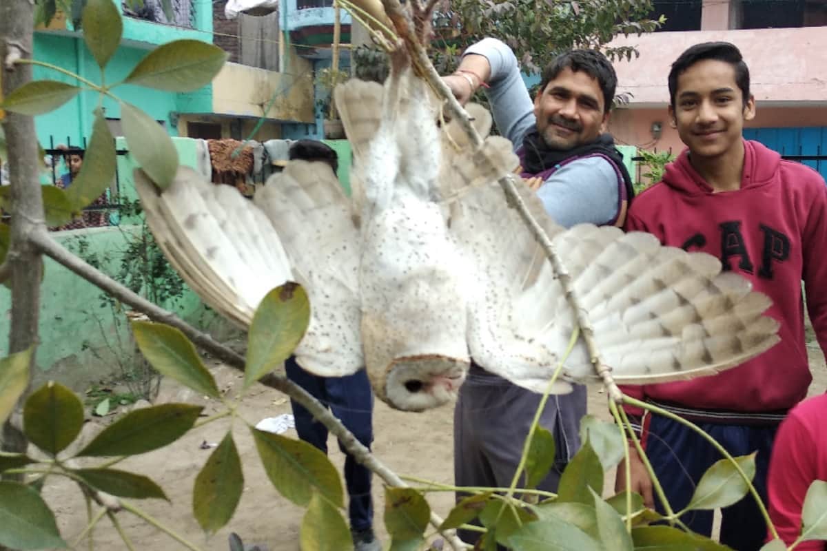 Chinese reels of kites are becoming fatal for the birds, Meerut people saved the life of the owl