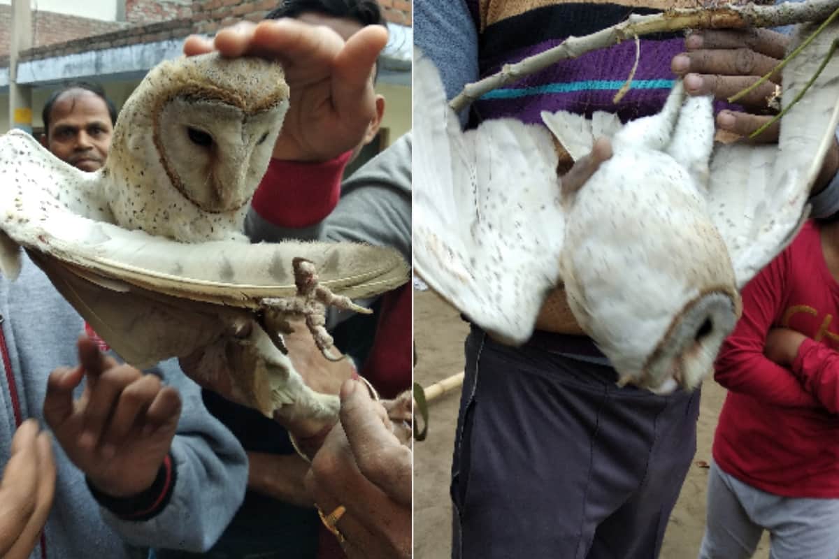 Chinese reels of kites are becoming fatal for the birds, Meerut people saved the life of the owl
