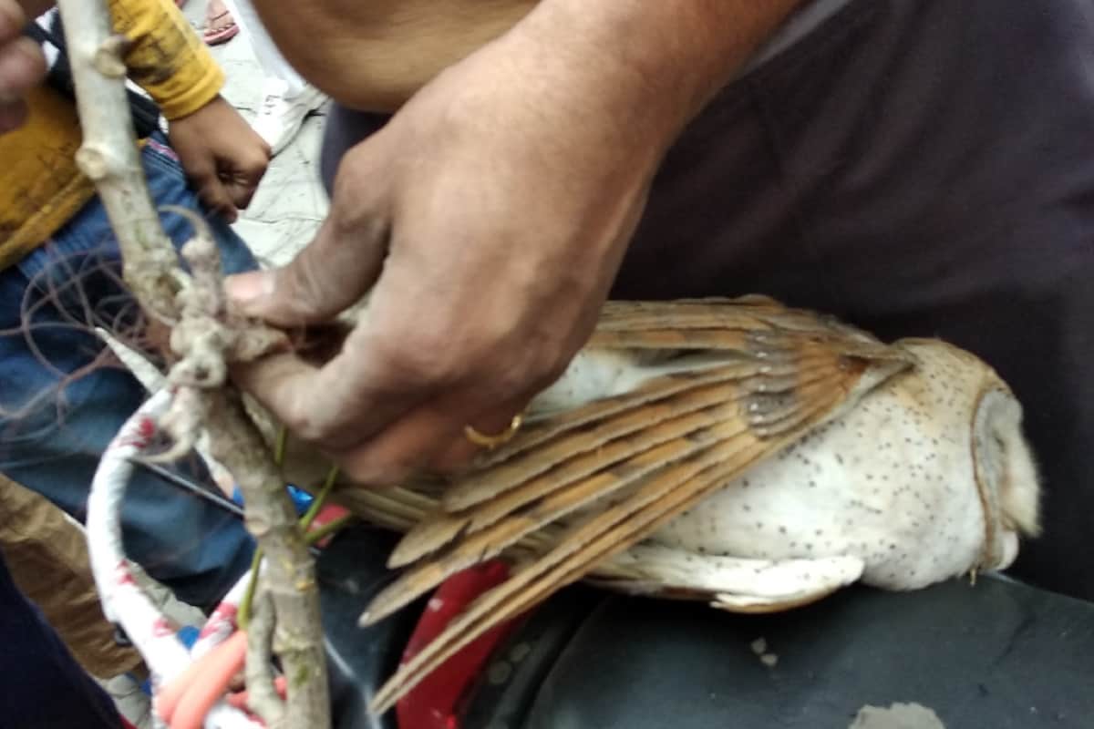 Chinese reels of kites are becoming fatal for the birds, Meerut people saved the life of the owl