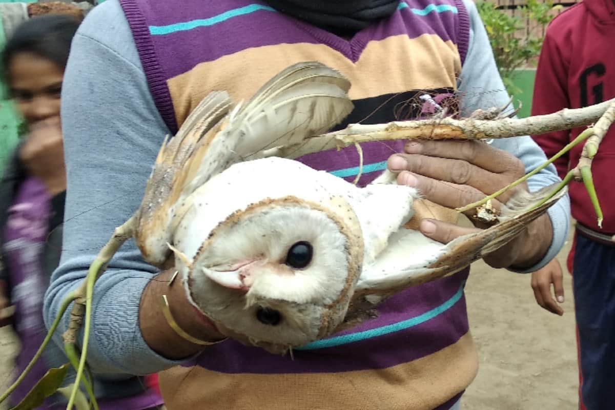 Chinese reels of kites are becoming fatal for the birds, Meerut people saved the life of the owl