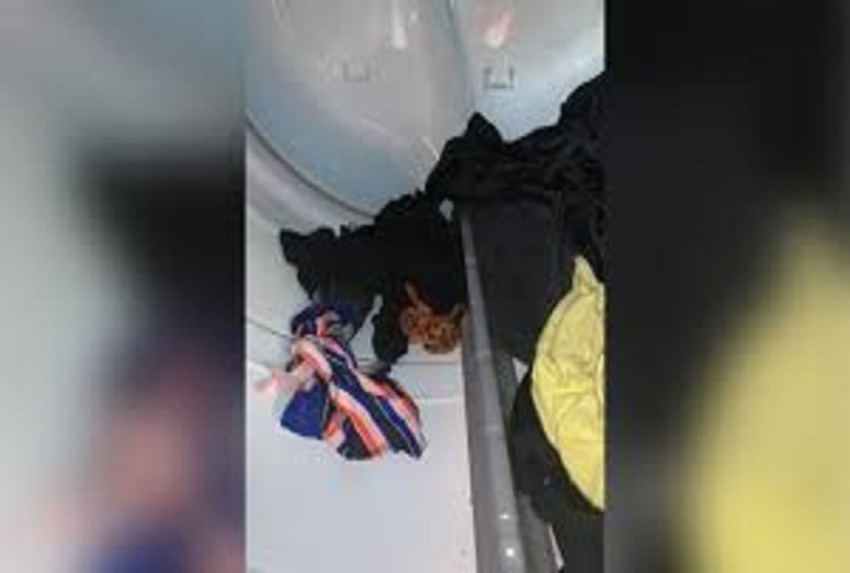 florida woman finds Snake in washing machine dryer news goes viral 'near-death experience'