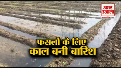 CROPS DEMOLISHED AFTER HEAVY RAIN IN MORADABAD OF UP