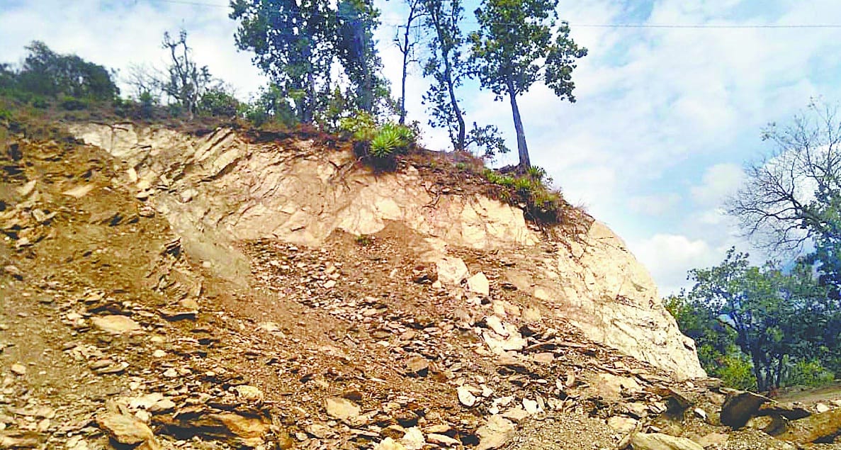 71 trees are dengerous for