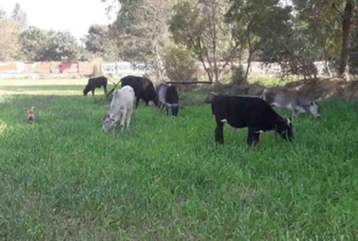 village chief said we can not feed the stray animals