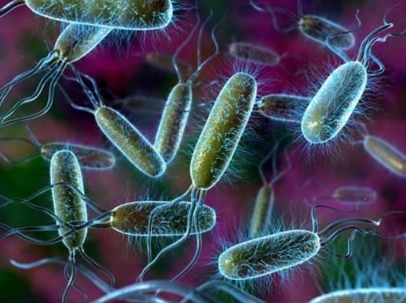 E-coli bacteria was behind the food poisoning in Basti