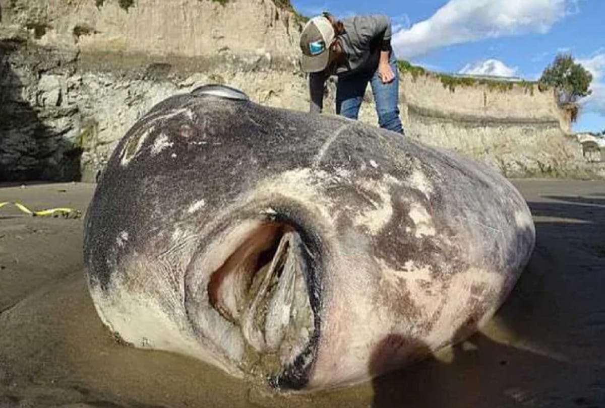 Rare fish Hoodwinker sunfish found dead on California beach