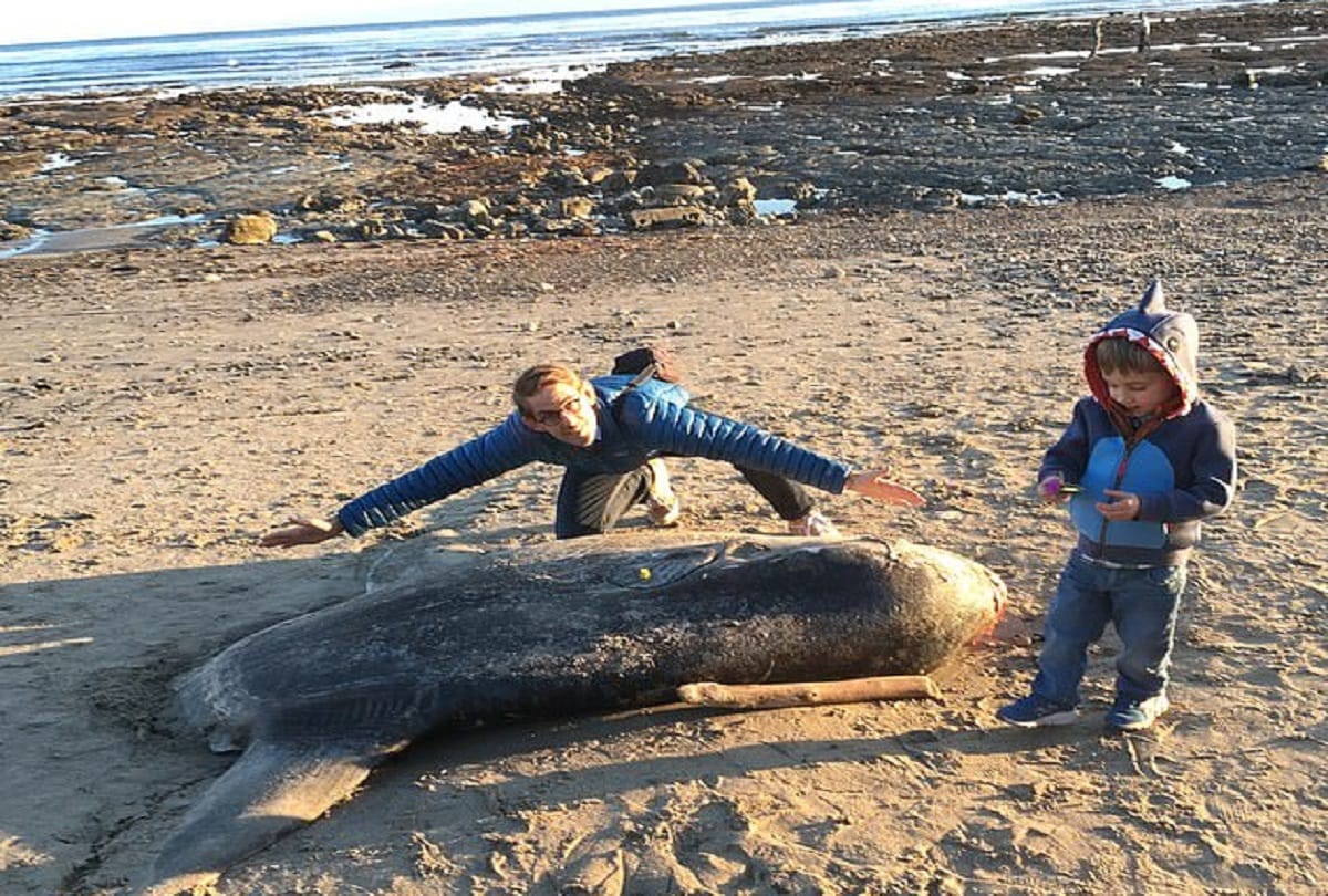 Rare fish Hoodwinker sunfish found dead on California beach