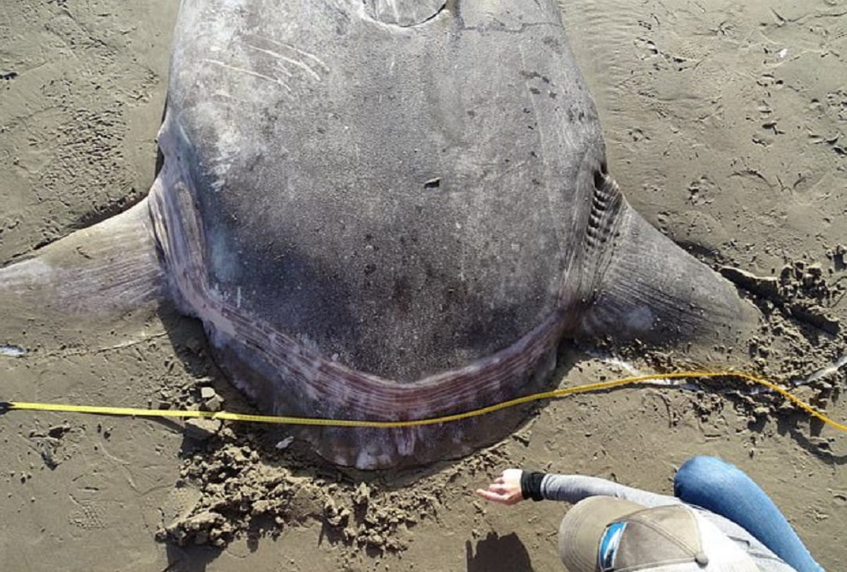 Rare fish Hoodwinker sunfish found dead on California beach