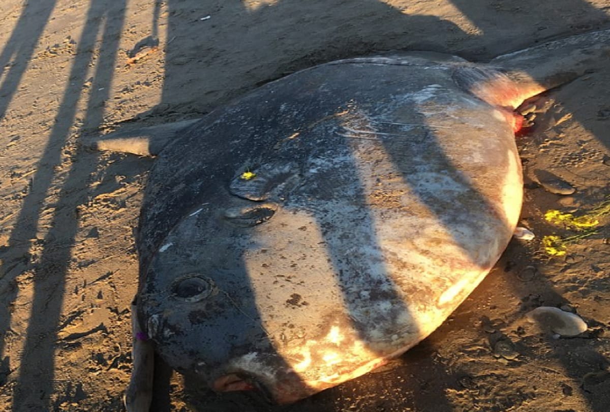Rare fish Hoodwinker sunfish found dead on California beach