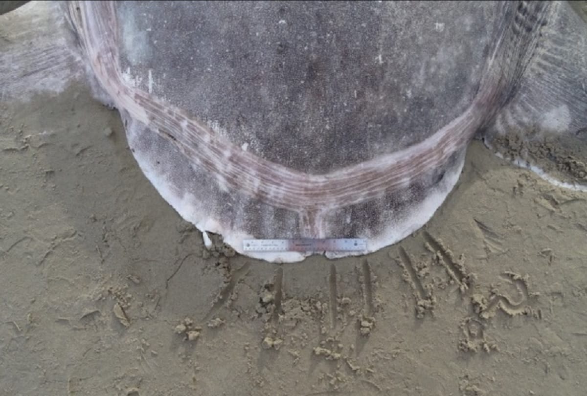 Rare fish Hoodwinker sunfish found dead on California beach