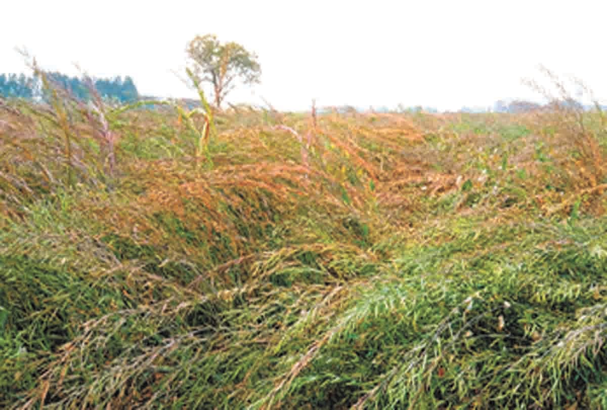 Bundabandi raises cold, farmers worry about crop