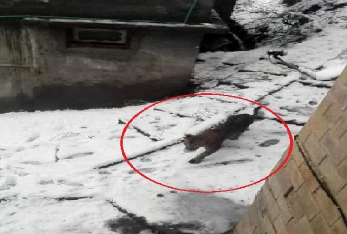 snow leopard roaming openly in streets of old manali people are in himachal pradesh  video-viral