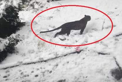 snow leopard roaming openly in streets of old manali people are in himachal pradesh  video-viral
