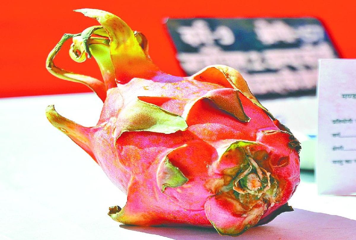 dragon fruit crop in agra