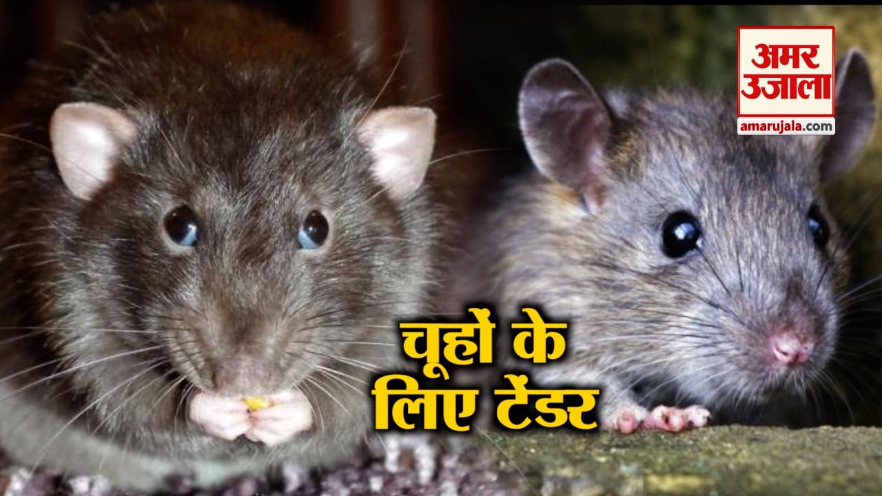 आगरा