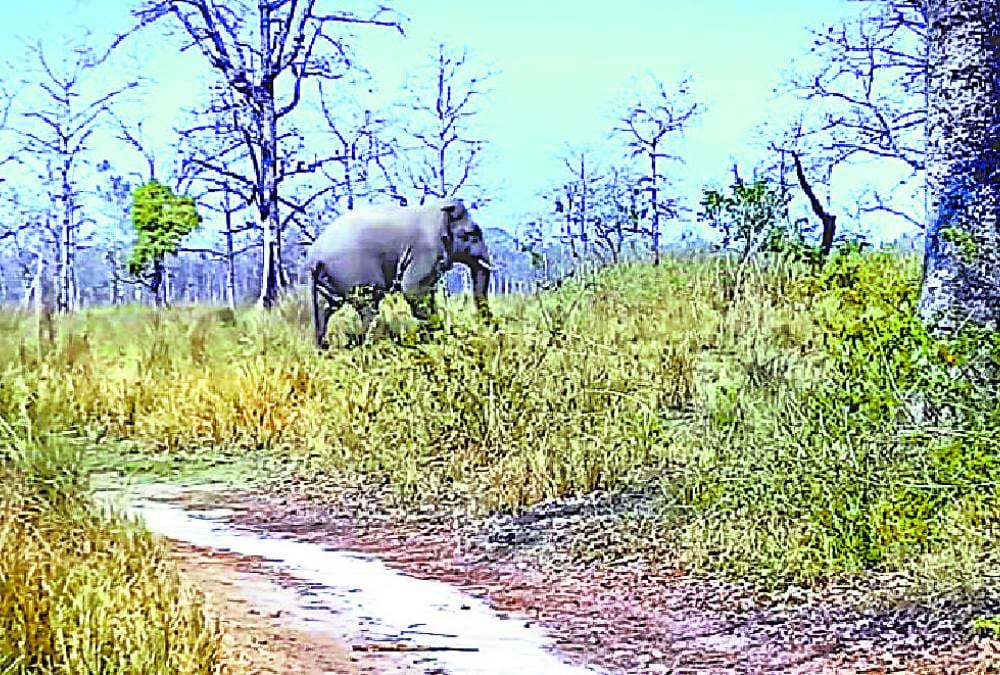 elephant enters in village terror still inside rural peoples