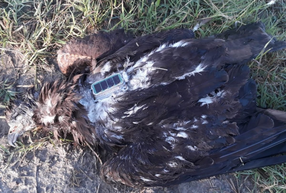 Dead Eagle wings has Transmitter in Faridabad