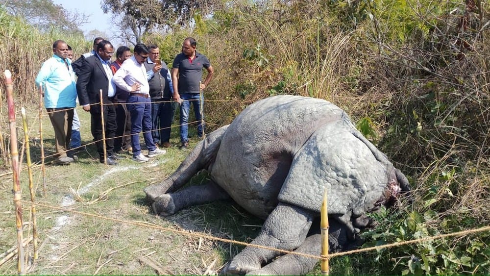 a rhino found  dead