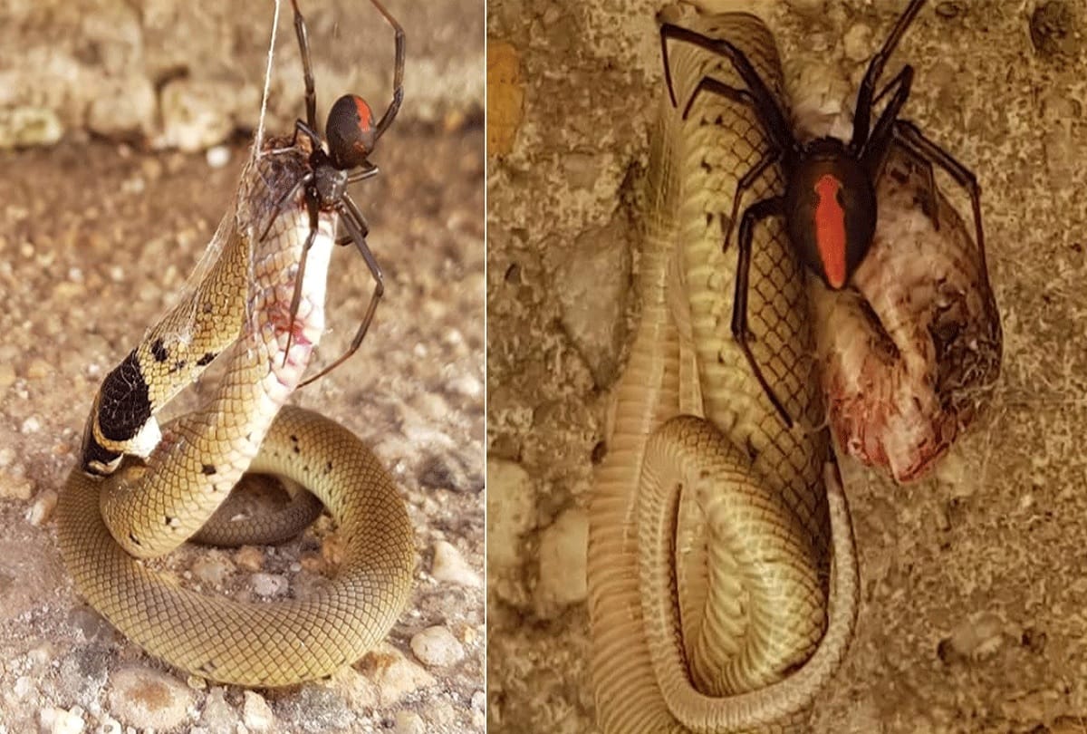 man sleping on flore snake byte