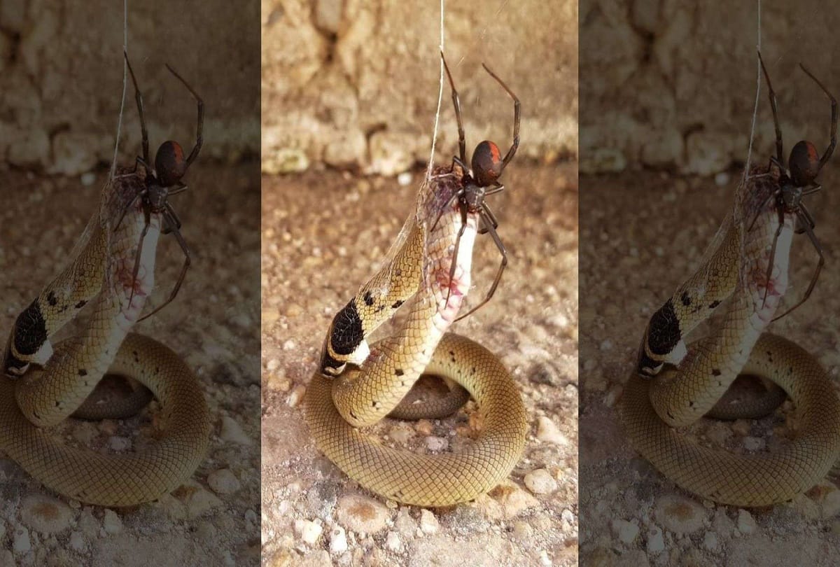 redback spider vs Eastern Brown Snake dangerous fight see who won in viral pictures