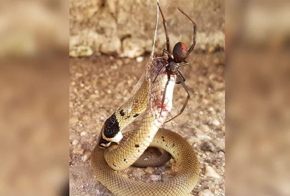 redback spider vs Eastern Brown Snake dangerous fight see who won in viral pictures