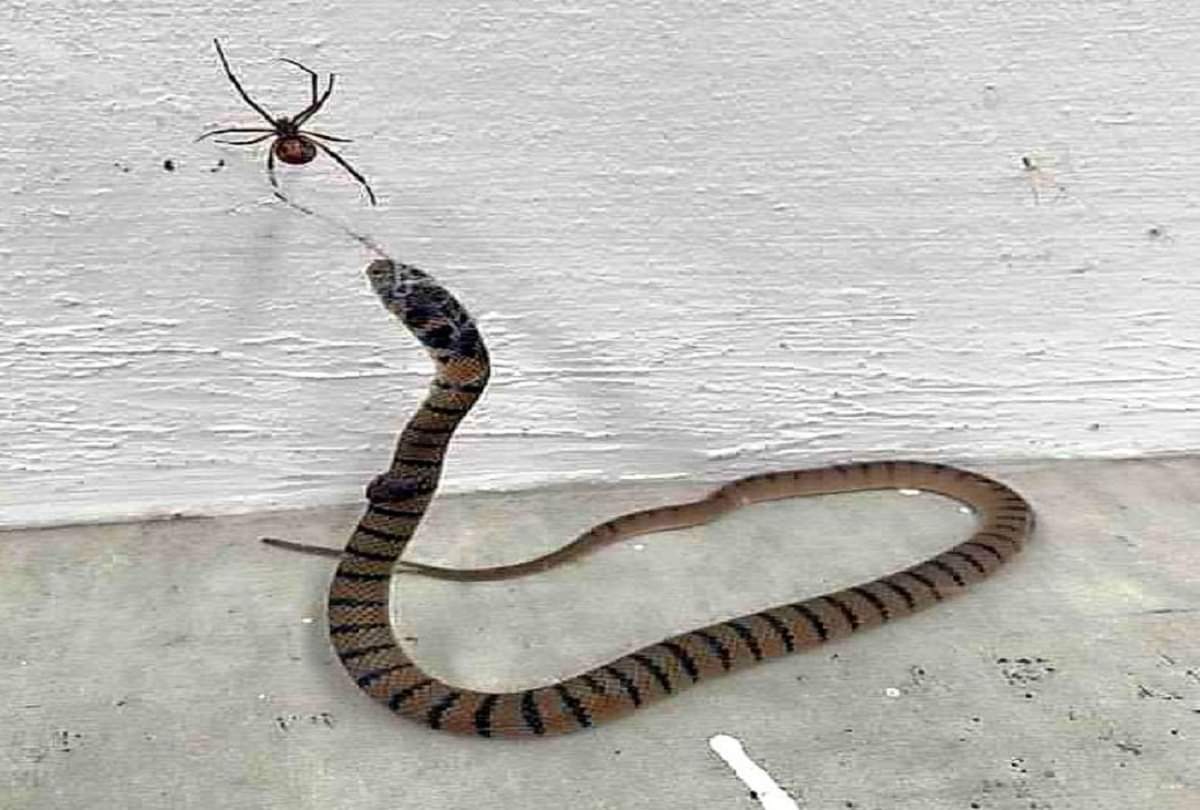 astrology meaning and effects of snake in dreams