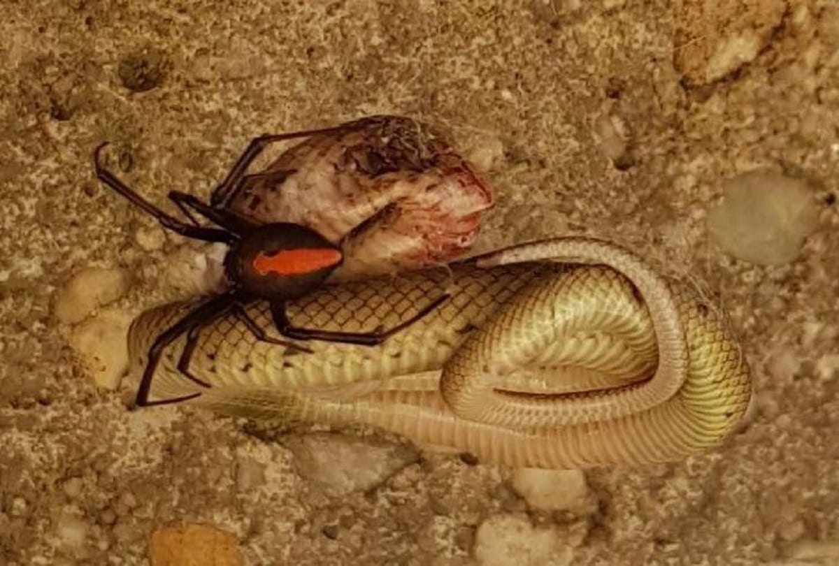 redback spider vs Eastern Brown Snake dangerous fight see who won in viral pictures