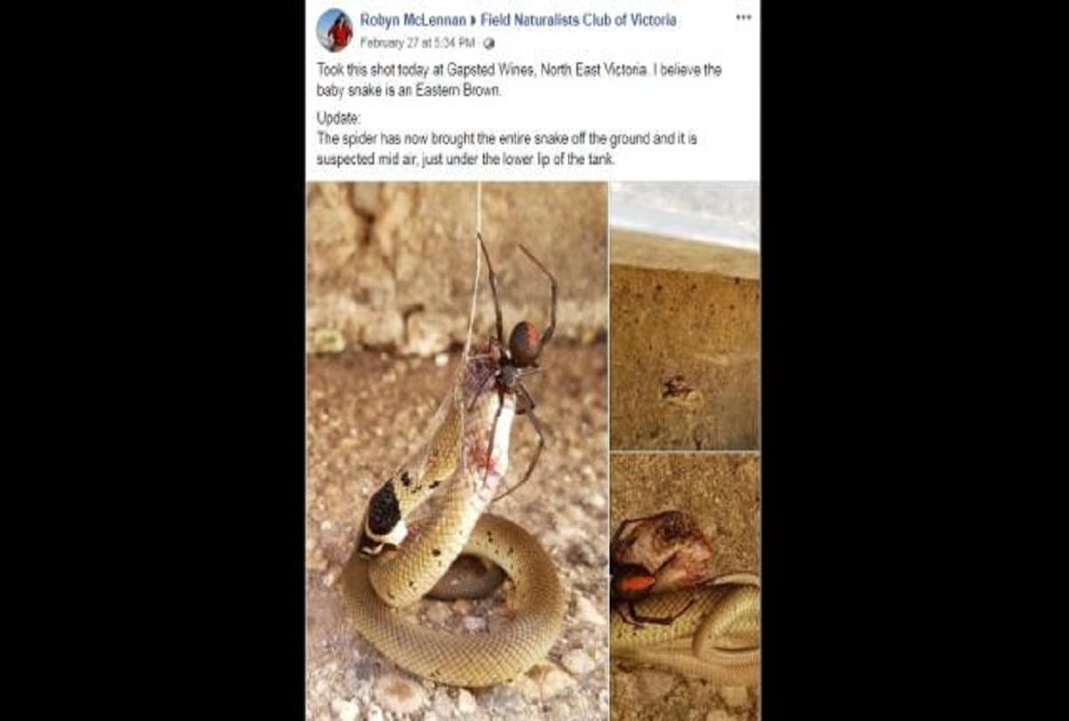 redback spider vs Eastern Brown Snake dangerous fight see who won in viral pictures